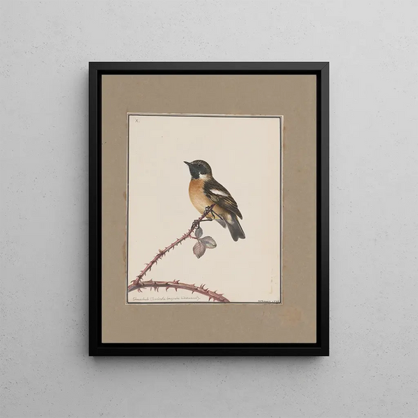 original watercolor drawings of birds and eggs Pl10 - John William Lewin — framed artwork on a wall