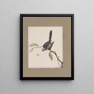 John William Lewin - Original watercolour drawings of birds and eggs Pl11.webp