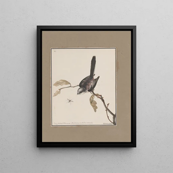 original watercolor drawings of birds and eggs Pl11 - John William Lewin — framed artwork on a wall
