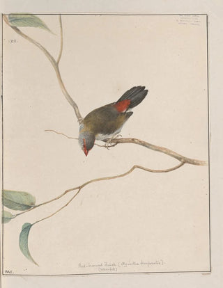 John William Lewin - Original watercolour drawings of birds and eggs Pl12.webp