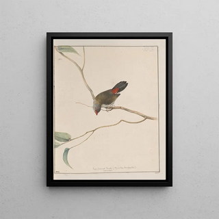 John William Lewin - Original watercolour drawings of birds and eggs Pl12.webp