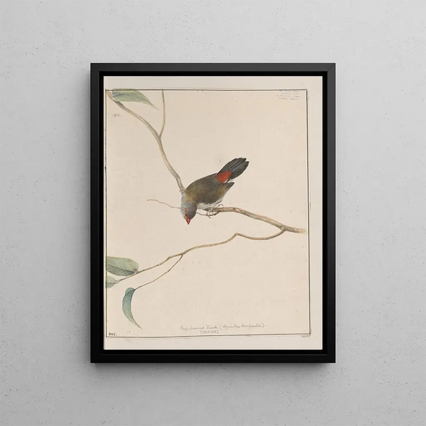 original watercolor drawings of birds and eggs Pl12 - John William Lewin — framed artwork on a wall