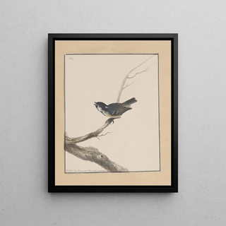 John William Lewin - Original watercolour drawings of birds and eggs Pl13.webp