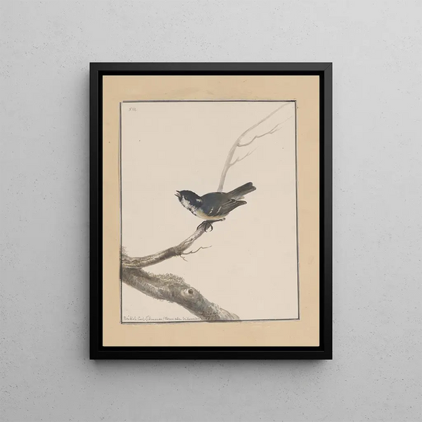 original watercolor drawings of birds and eggs Pl13 - John William Lewin — framed artwork on a wall