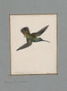 original watercolor drawings of birds and eggs Pl14 - John William Lewin — artwork view