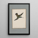 original watercolor drawings of birds and eggs Pl14 - John William Lewin — framed artwork on a wall