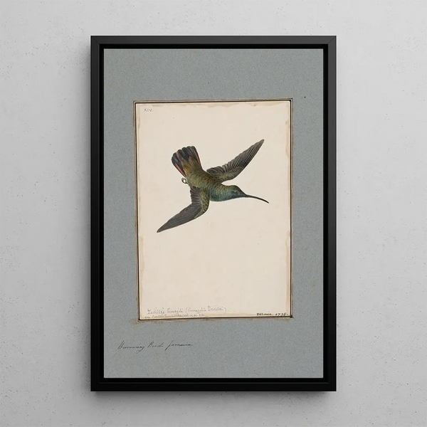 original watercolor drawings of birds and eggs Pl14 - John William Lewin — framed artwork on a wall