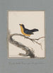 original drawings in watercolor of birds and eggs Pl15 - John William Lewin — artwork view