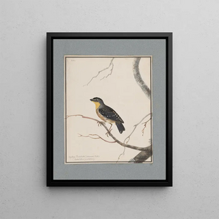 John William Lewin - Original watercolour drawings of birds and eggs Pl16.webp