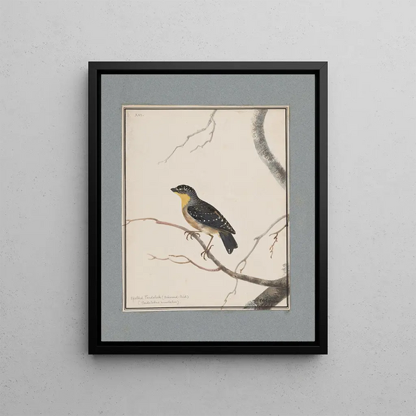 original watercolor drawings of birds and eggs Pl16 - John William Lewin — framed artwork on a wall
