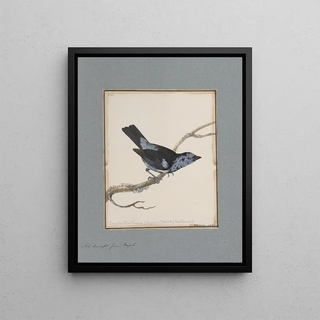 John William Lewin - Original watercolour drawings of birds and eggs Pl17.webp