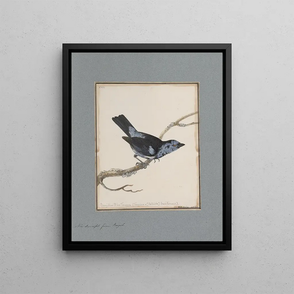 original watercolor drawings of birds and eggs Pl17 - John William Lewin — framed artwork on a wall