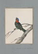 original watercolor drawings of birds and eggs Pl18 - John William Lewin — artwork view