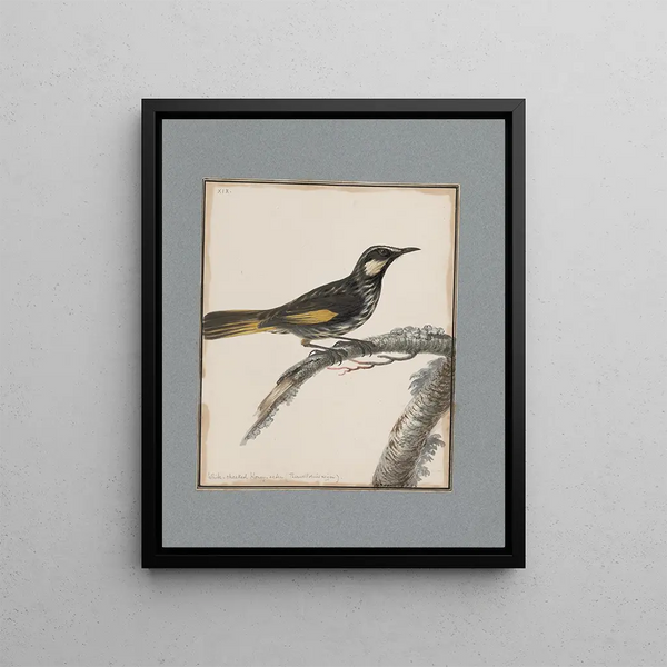original drawings in watercolor of birds and eggs Pl19 - John William Lewin — framed artwork on a wall