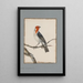 original watercolor drawings of birds and eggs Pl20 - John William Lewin — framed artwork on a wall