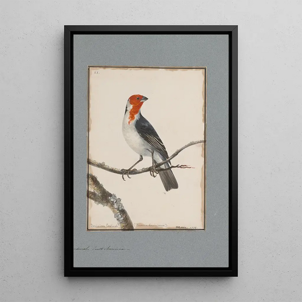 original watercolor drawings of birds and eggs Pl20 - John William Lewin — framed artwork on a wall
