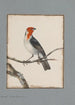 original watercolor drawings of birds and eggs Pl20 - John William Lewin — artwork view