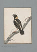 original watercolor drawings of birds and eggs Pl21 - John William Lewin — artwork view