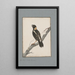 original watercolor drawings of birds and eggs Pl21 - John William Lewin — framed artwork on a wall