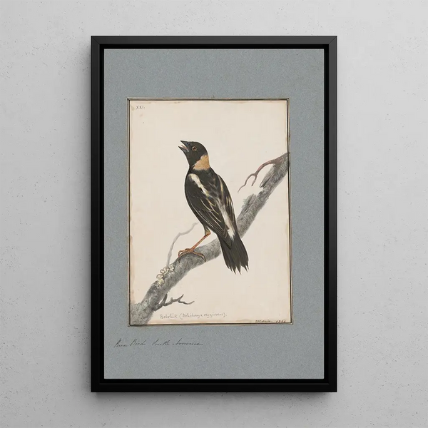 original watercolor drawings of birds and eggs Pl21 - John William Lewin — framed artwork on a wall