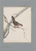 original watercolor drawings of birds and eggs Pl22 - John William Lewin — artwork view