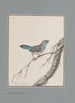 original watercolor drawings of birds and eggs Pl23 - John William Lewin — artwork view