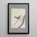 original watercolor drawings of birds and eggs Pl23 - John William Lewin — framed artwork on a wall