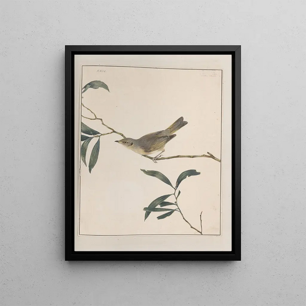 original watercolor drawings of birds and eggs Pl24 - John William Lewin — framed artwork on a wall