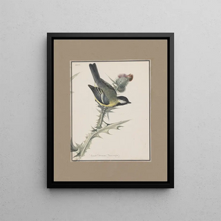 John William Lewin - Original watercolour drawings of birds and eggs Pl25.webp