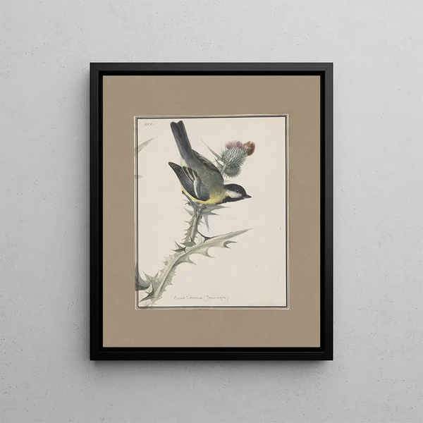 original watercolor drawings of birds and eggs Pl25 - John William Lewin — framed artwork on a wall