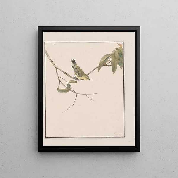original watercolor drawings of birds and eggs Pl26 - John William Lewin — framed artwork on a wall