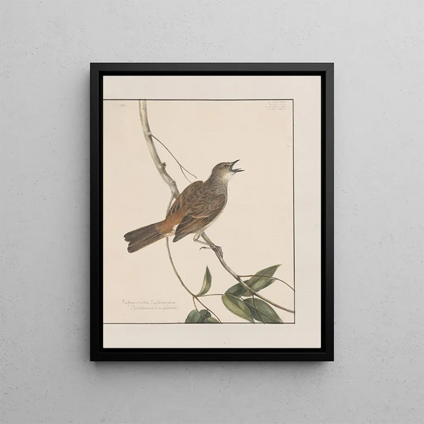 original watercolor drawings of birds and eggs Pl27 - John William Lewin — framed artwork on a wall