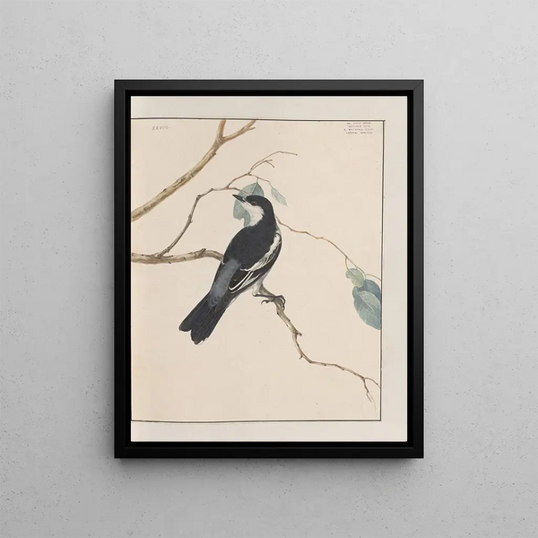 original watercolor drawings of birds and eggs Pl28 - John William Lewin — framed artwork on a wall
