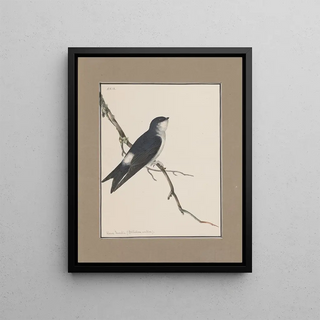 John William Lewin - Original watercolour drawings of birds and eggs Pl29.webp