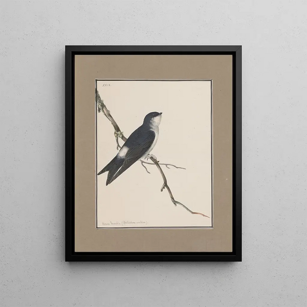 original watercolor drawings of birds and eggs Pl29 - John William Lewin — framed artwork on a wall