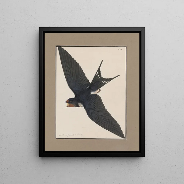 original watercolor drawings of birds and eggs Pl30 - John William Lewin — framed artwork on a wall
