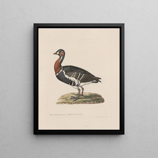 John William Lewin - Original watercolour drawings of birds and eggs Pl31.webp
