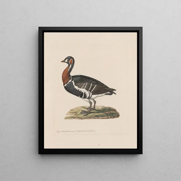 original watercolor drawings of birds and eggs Pl31 - John William Lewin — framed artwork on a wall