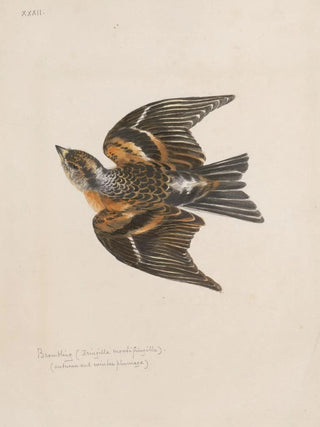 John William Lewin - Original watercolour drawings of birds and eggs Pl32.webp