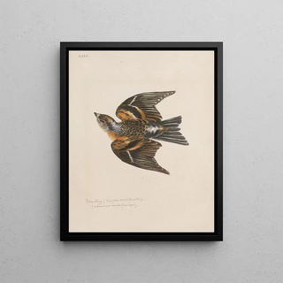 John William Lewin - Original watercolour drawings of birds and eggs Pl32.webp