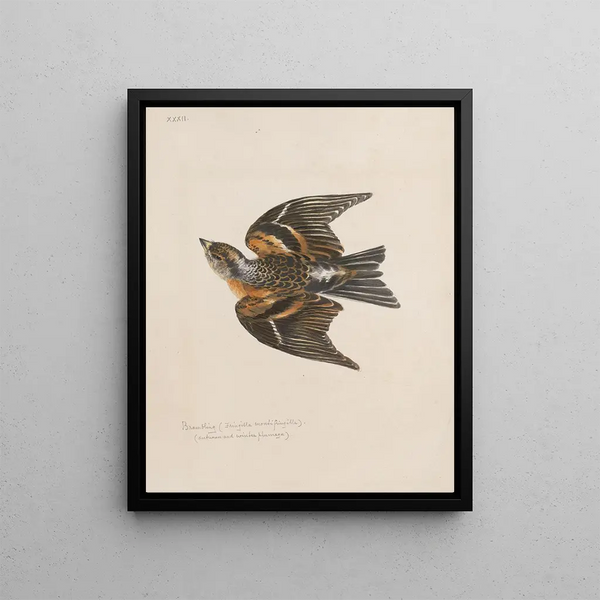 original watercolor drawings of birds and eggs Pl32 - John William Lewin — framed artwork on a wall