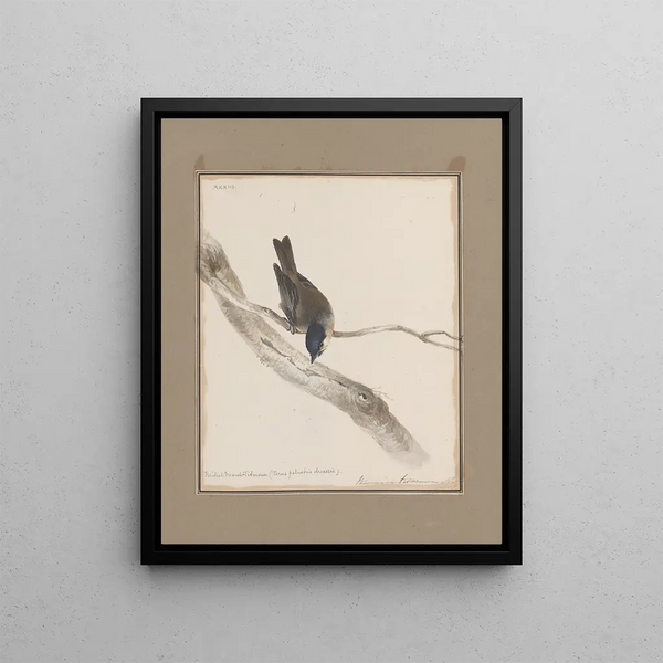 original watercolor drawings of birds and eggs Pl33 - John William Lewin — framed artwork on a wall