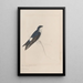 original watercolor drawings of birds and eggs Pl34 - John William Lewin — framed artwork on a wall