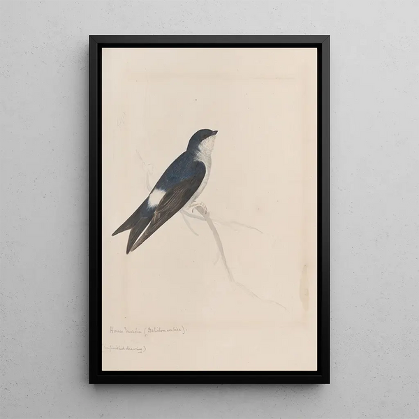 original watercolor drawings of birds and eggs Pl34 - John William Lewin — framed artwork on a wall