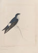 original watercolor drawings of birds and eggs Pl34 - John William Lewin — artwork view