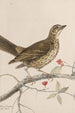original watercolor drawings of birds and eggs Pl35 - John William Lewin — artwork view