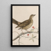 original watercolor drawings of birds and eggs Pl35 - John William Lewin — framed artwork on a wall