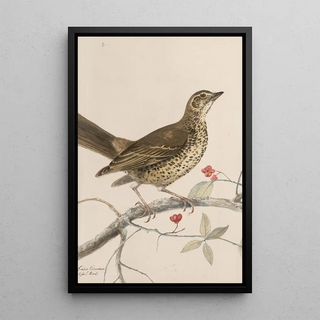 John William Lewin - Original watercolour drawings of birds and eggs Pl35.webp