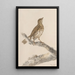 original watercolor drawings of birds and eggs Pl36 - John William Lewin — framed artwork on a wall