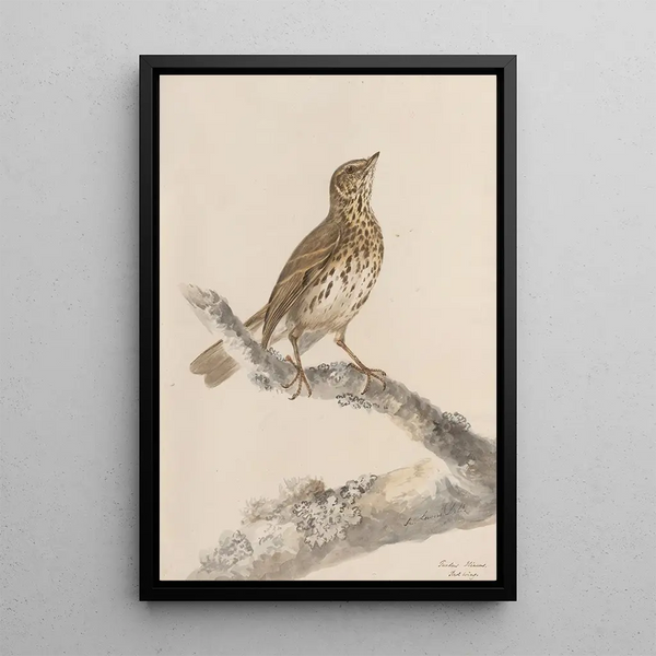original watercolor drawings of birds and eggs Pl36 - John William Lewin — framed artwork on a wall